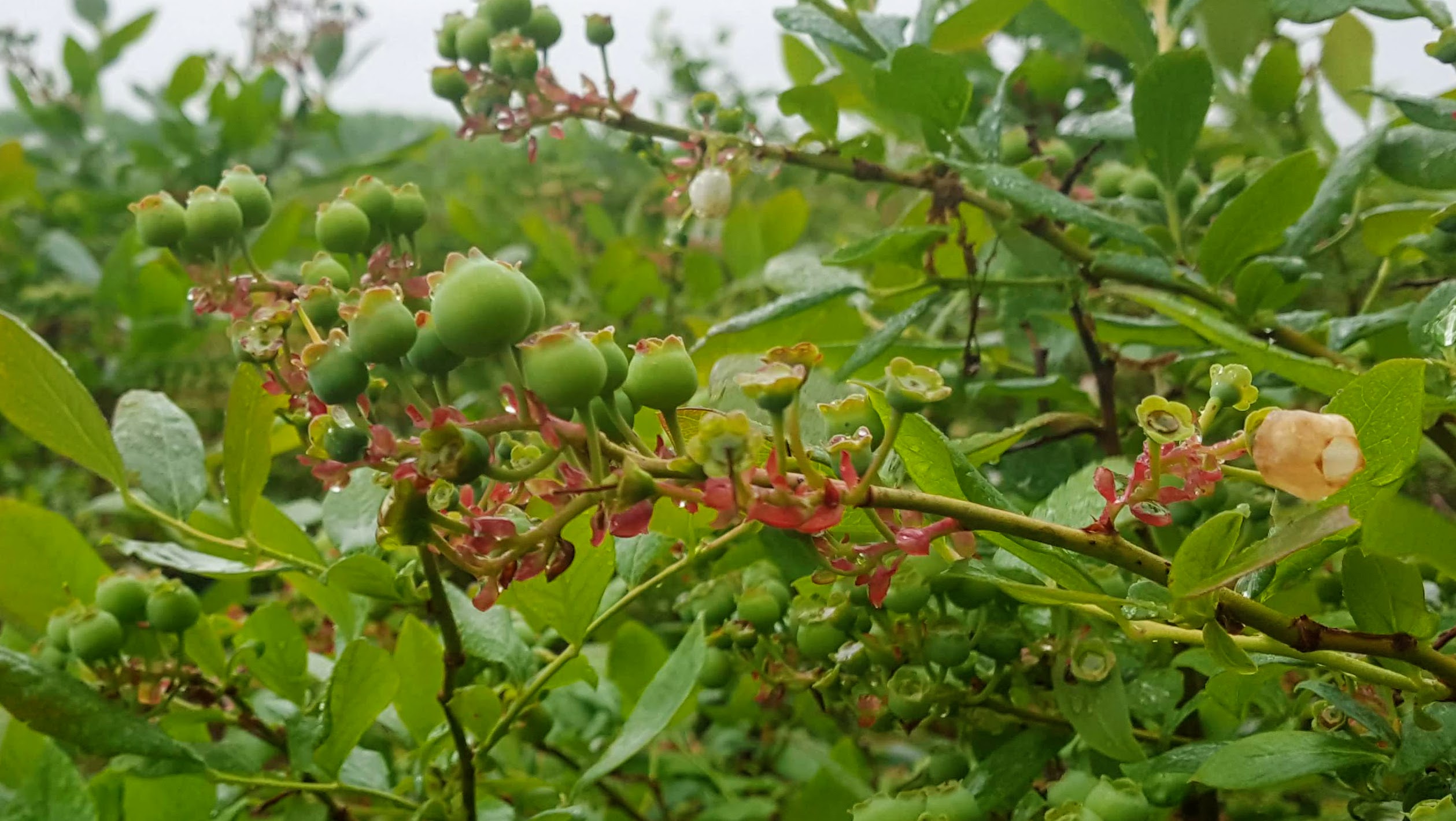 Draper green berries